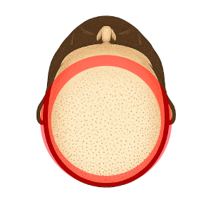 ヘアラインからツムジまで